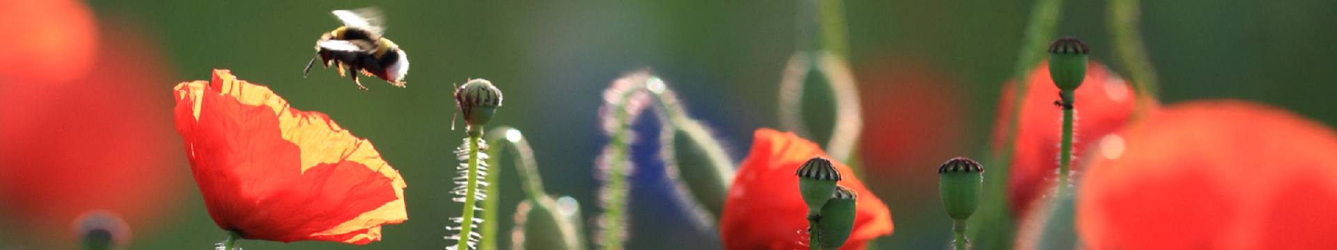 3coquelicots