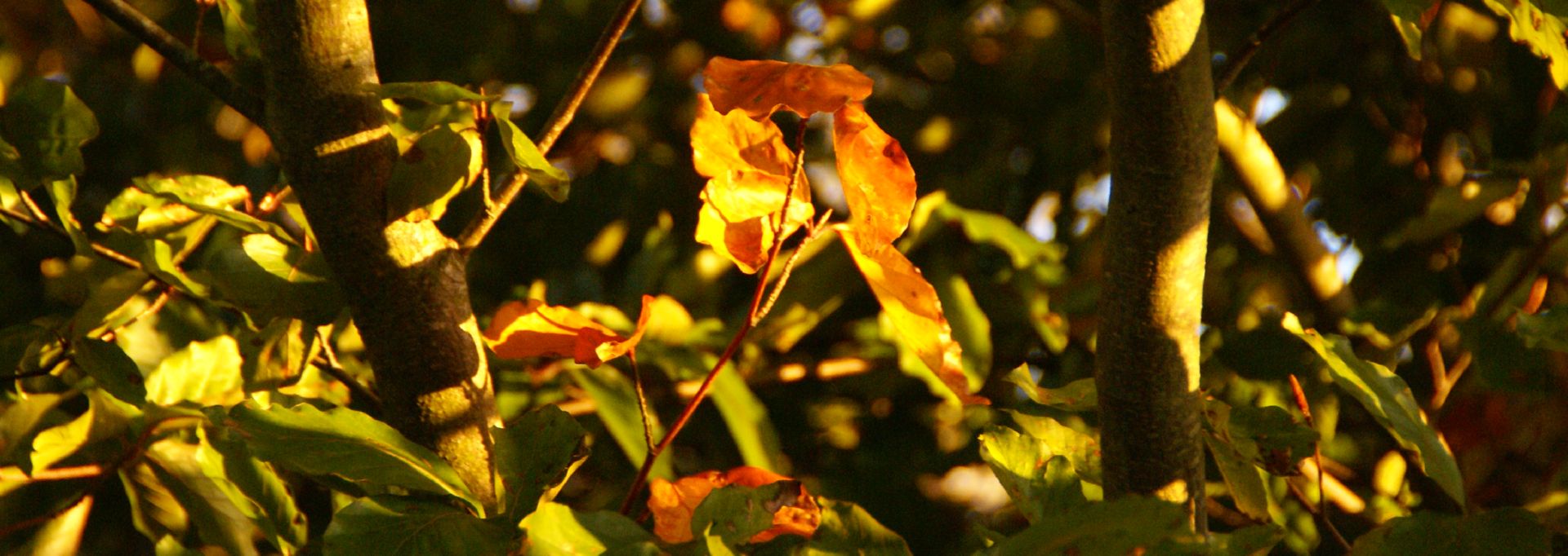 Slide arbre (respect)