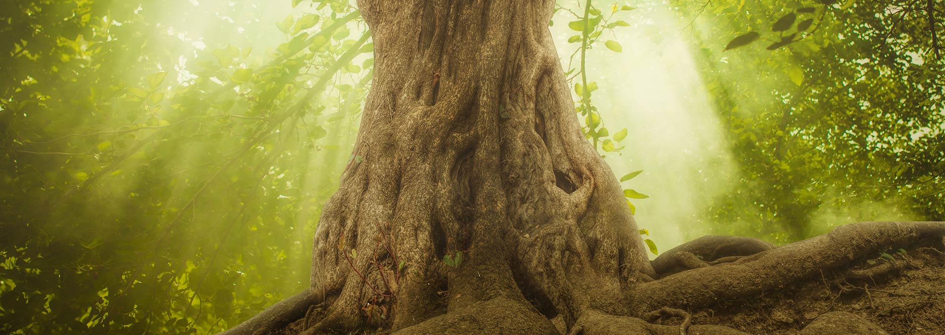 Slide arbre (connaissance de soi)