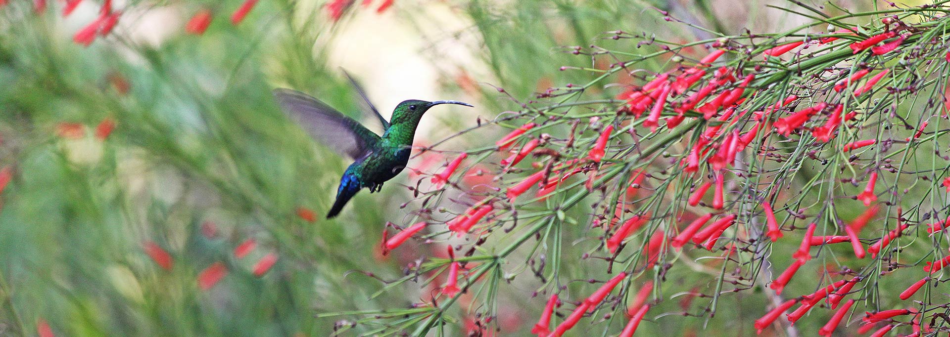 Slideshow Colibri