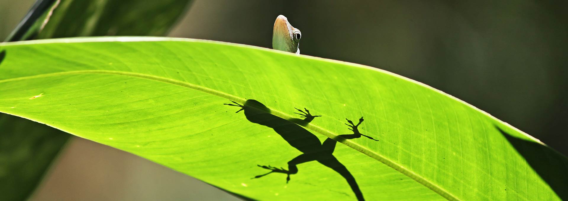 Slideshow Lezard